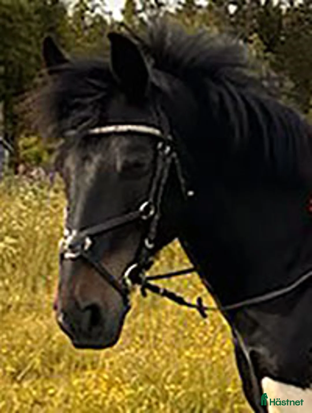 Allround hästar till salu: En perfekt läromästare och första ponny - Annons 2