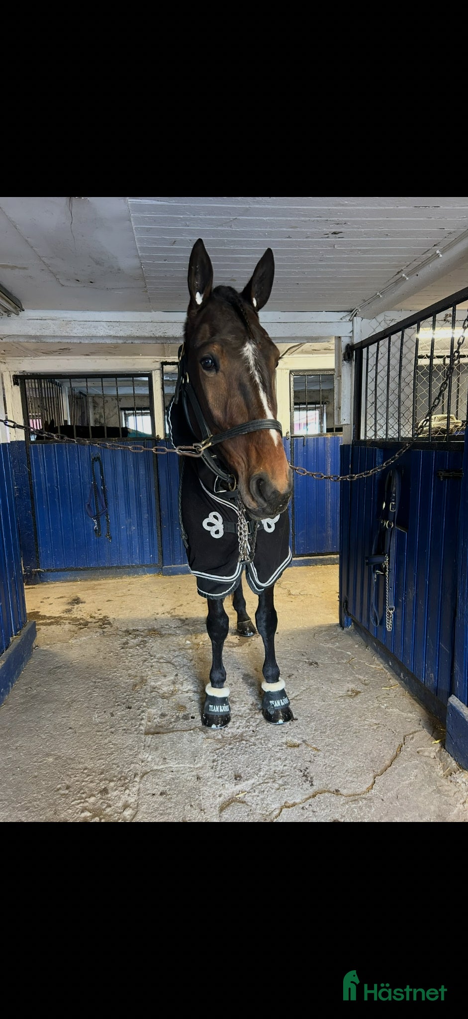  hästar B.B.S.Storm Winner söker nytt hem - Annons 5