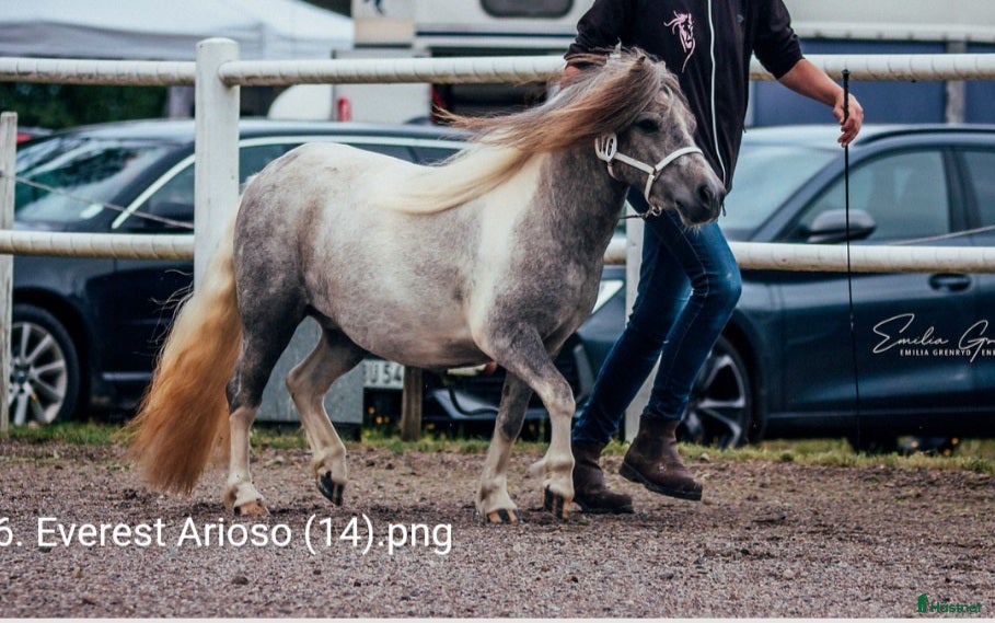  hästar Shetlands sto i Odensbacken - Annons 4