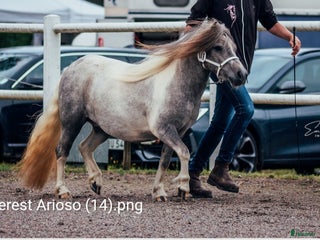 hästar Shetlands sto i Odensbacken - Annons 18