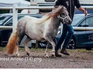 hästar Shetlands sto - Annons 2