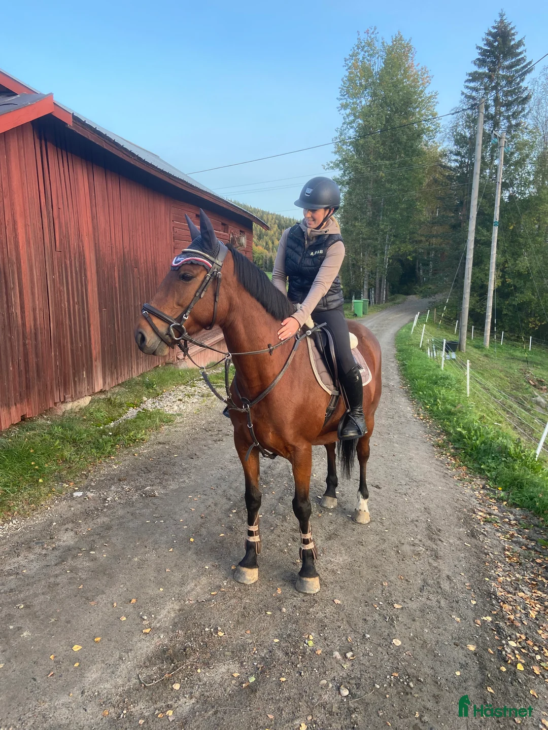 Allround hästar till salu: Pigg och känslig häst  - Annons 1