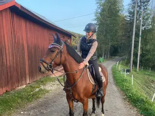 hästar Pigg och känslig häst - Annons 5