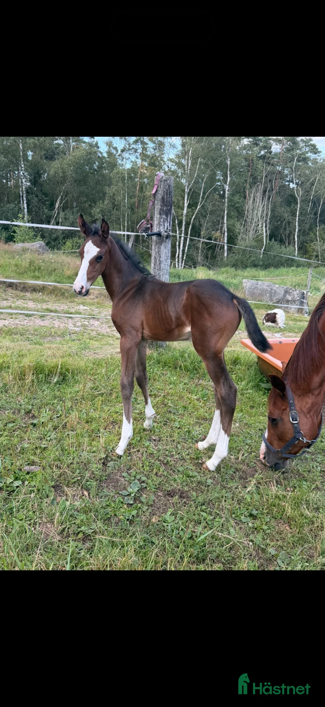 Hoppning hästar till salu: Fin fölunge för hoppning/fältävlan  - Annons 2