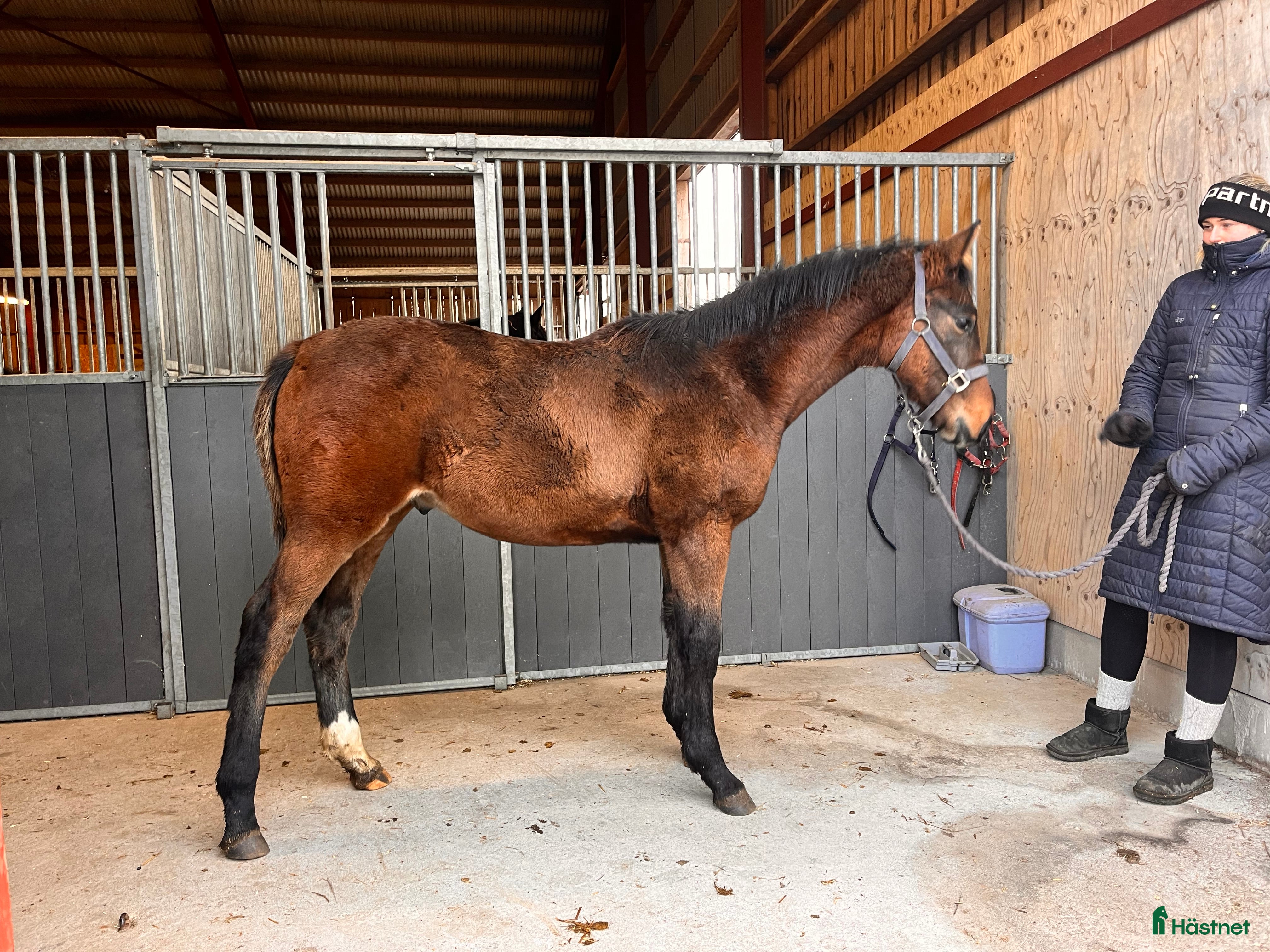 Hoppning hästar till salu: Tobago Z-Verdi-Cortez i Götene - Annons 1
