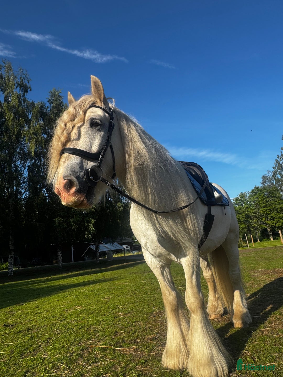 Allround hästar till salu: Drömhäst  i Ljungaverk - Annons 5