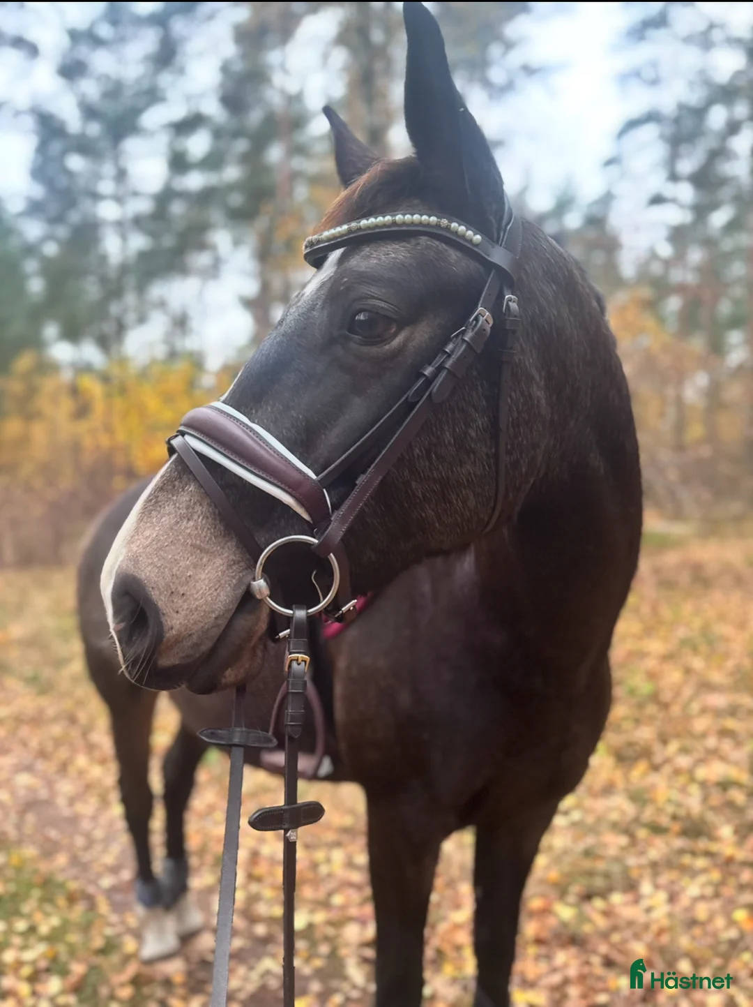 Allround hästar till salu: Sportig D-ponny - Annons 4
