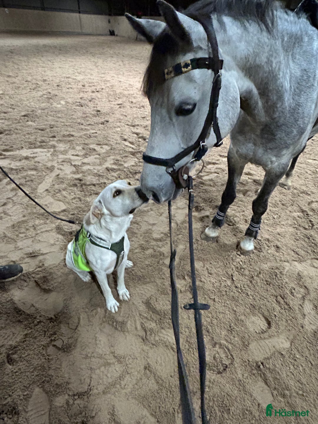 Hoppning hästar till salu: Fantastisk ponny på alla sätt! i Kalmar - Annons 3