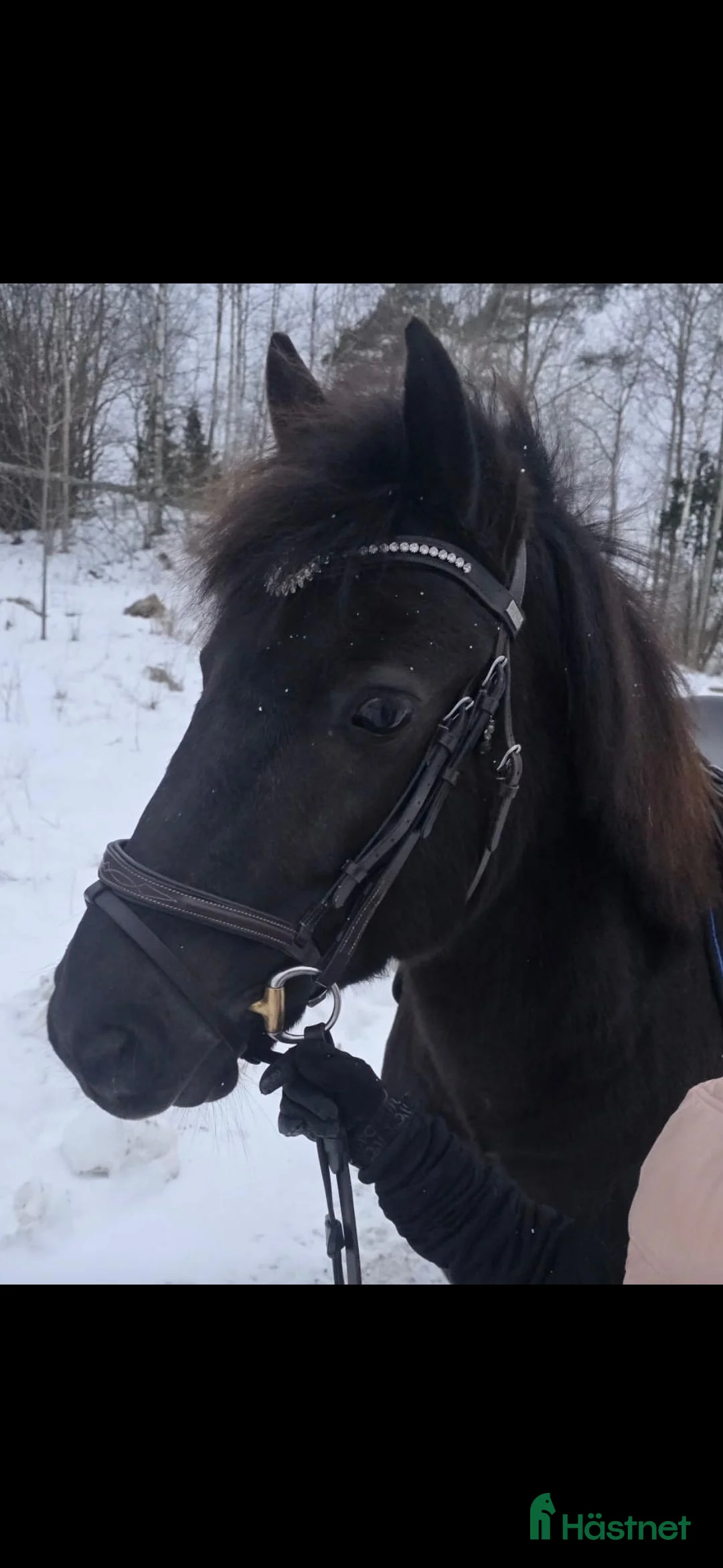 Allround hästar till salu: Vår underbara Spirit söker kärleksfullt hem  - Annons 9