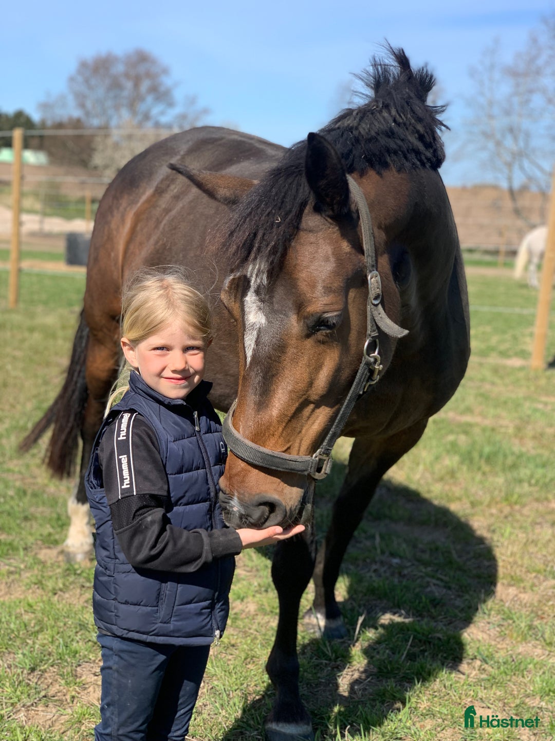 Avelshästar hästar till salu: Top avlshoppe sælges, hophest - Annons 9