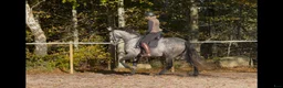 Working Equitation hästar till salu: Superfin PRE valack  - Annons 1