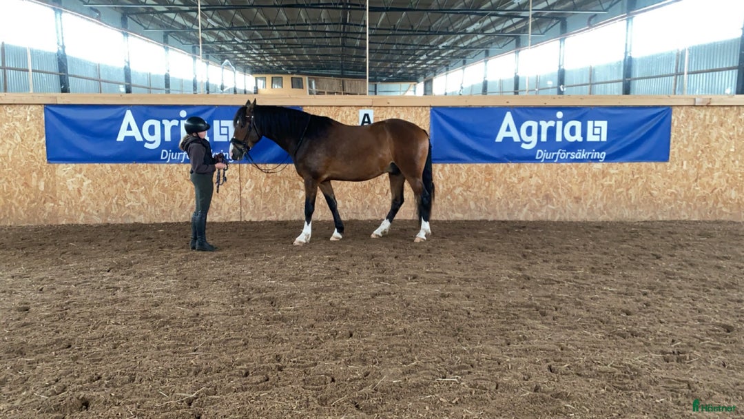 Allround hästar till salu: Häst med potential i Ydre - Annons 4