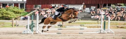 Hoppning hästar till salu: Lovande 4åring  - Annons 1
