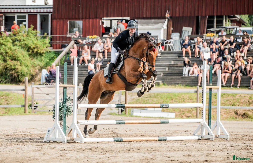 Hoppning hästar till salu: Lovande 4åring  - Annons 1