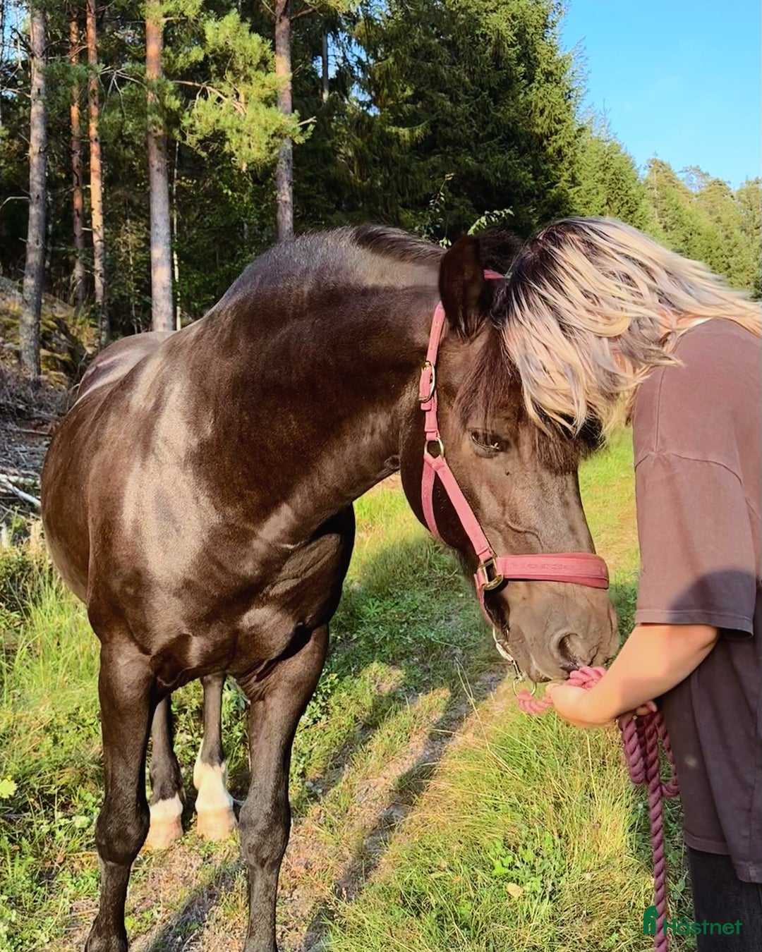 Allround hästar sökes: Häst sökes till livslång fodervärd/senare köp i Norrköping - Annons 4