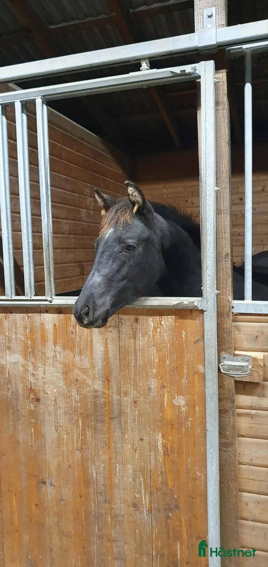 Dressyr hästar till salu: Vacker valack f. -25 e Sudooro - Annons 4