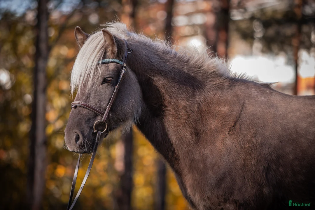 Island hästar till salu: Charmig kille söker nytt hem - Annons 2