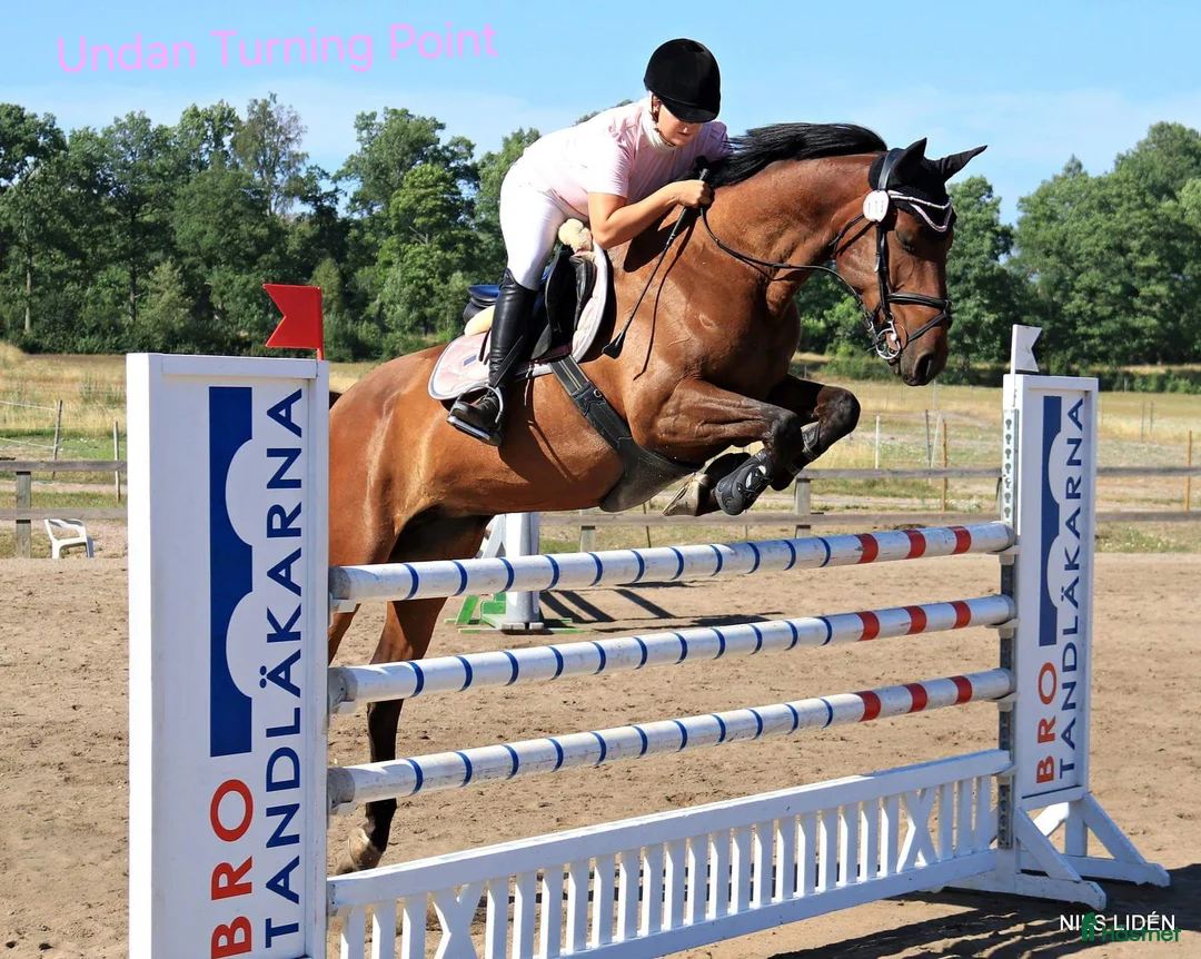 Allround hästar till salu: Snygg blivande dubbeltalang avlad för hållbarhet  i Kristinehamn - Annons 14