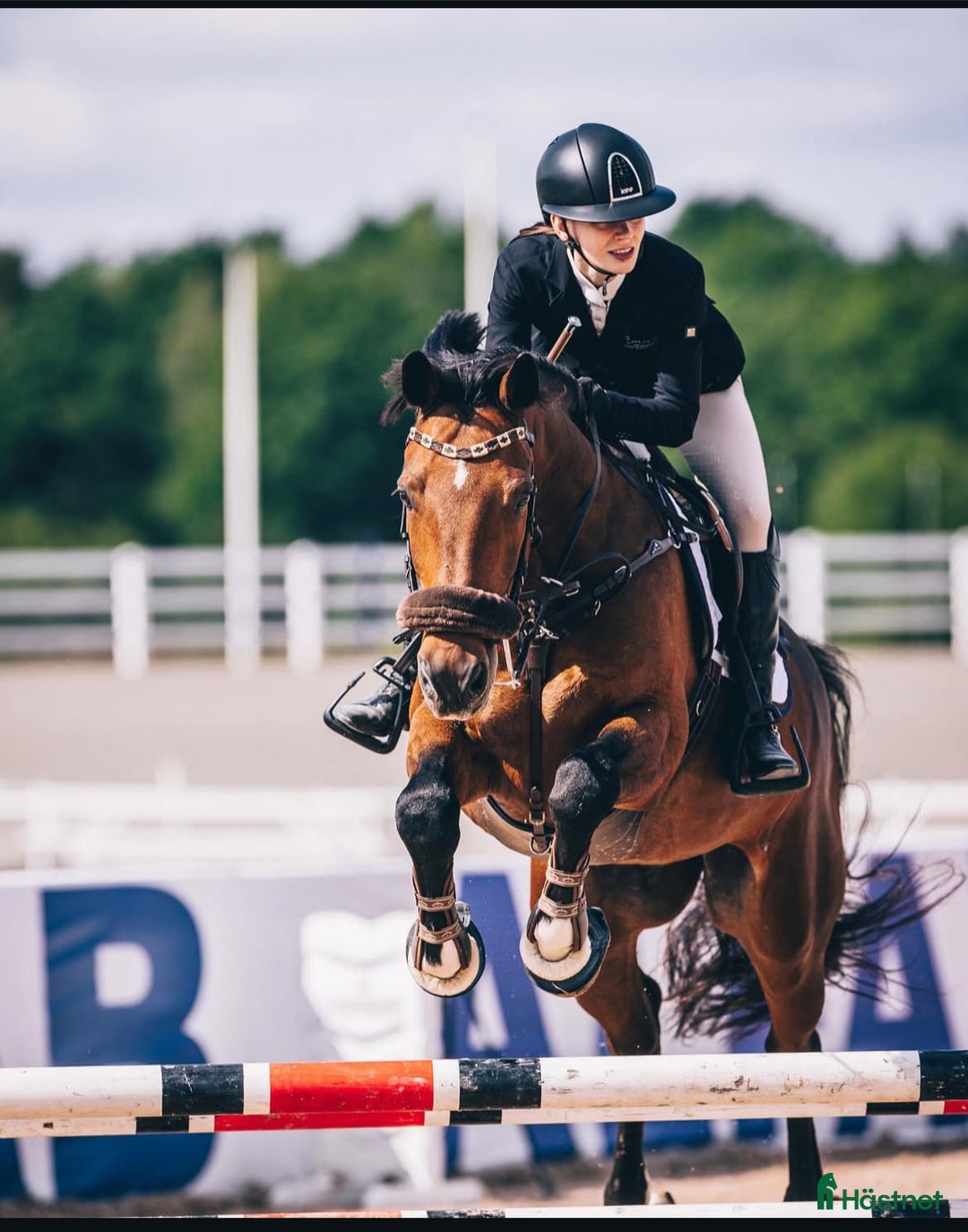 Hoppning hästar till salu: En riktig kompis! i Flen - Annons 1