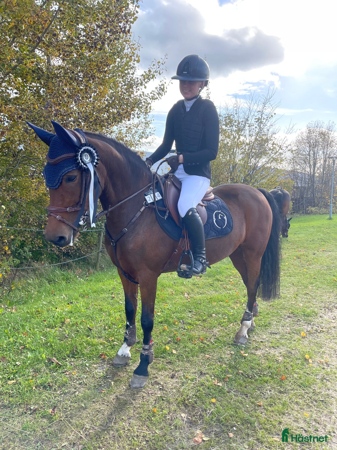 Hoppning hästar till salu: Kvalitetssto  i Fjärås - Annons 3