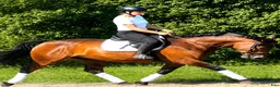 Allround hästar till salu: Your Dream allround partner - Annons 3