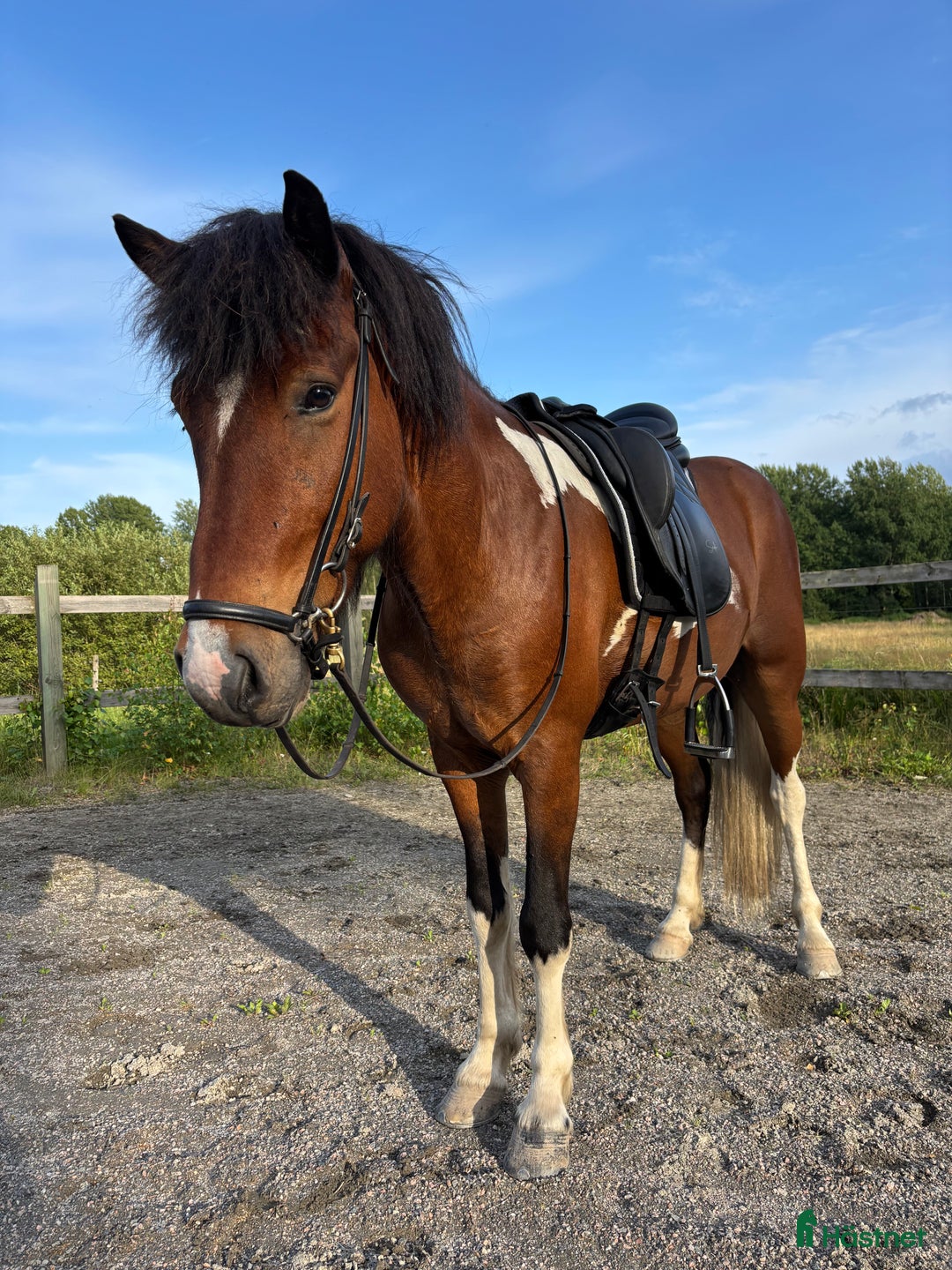 Island hästar till salu: Trevlig valack med utvecklingspotential i Örebro - Annons 1