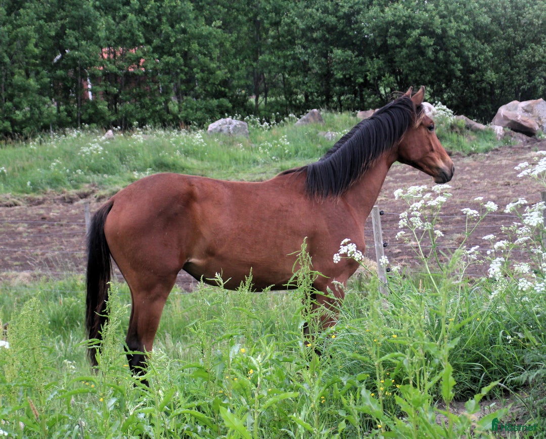 Dressyr hästar till salu: Vackert gångartssto - Annons 9