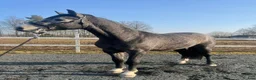 Allround hästar till salu: 3 årig Super  trevlig hingst - Annons 4