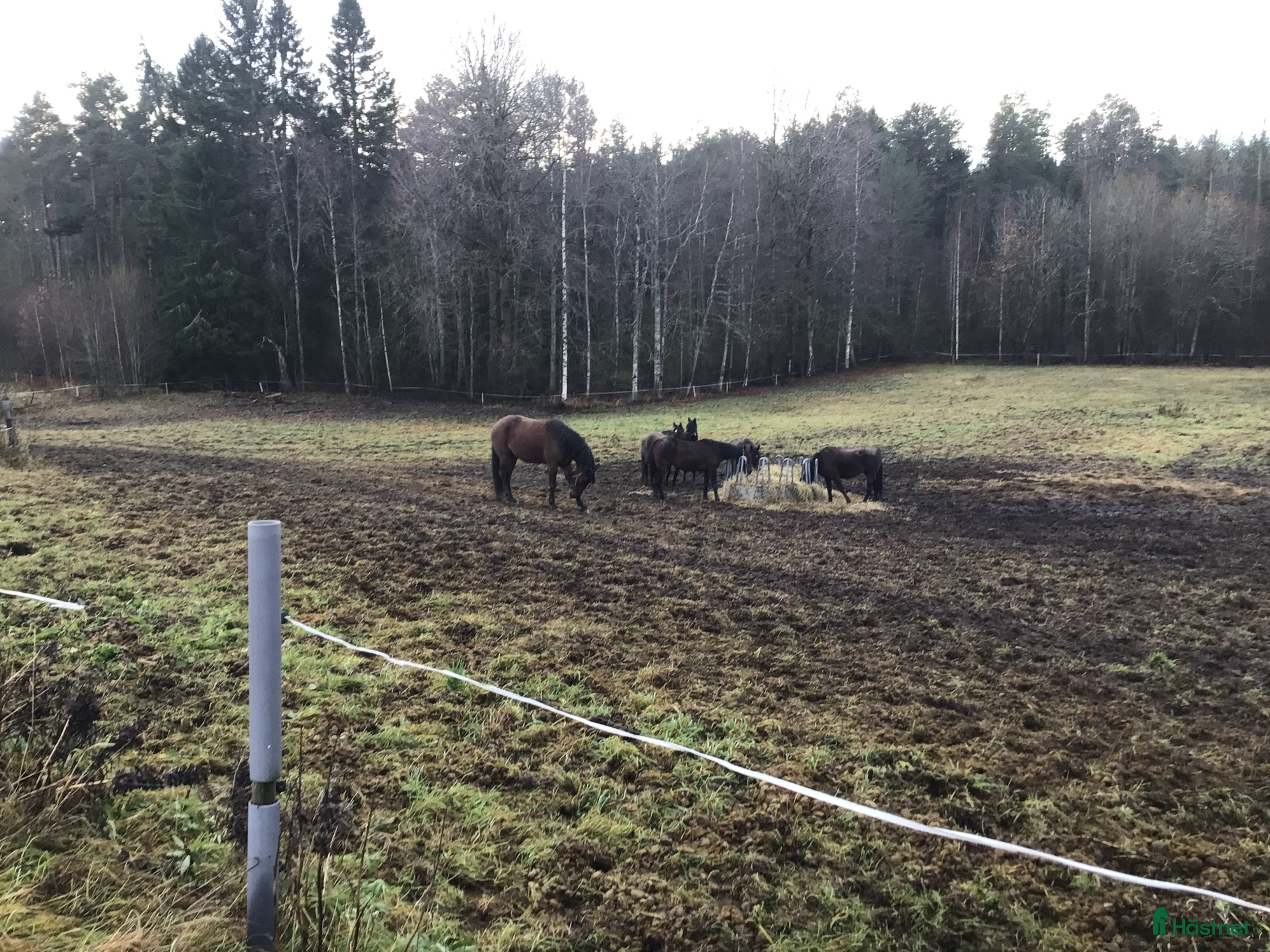  hästar Varmblods sto i Rengsjö - Annons 10