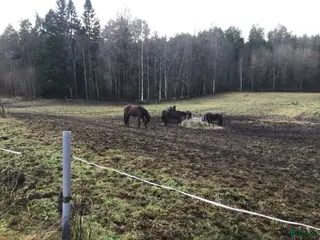 hästar Varmblods sto i Rengsjö - Annons 10