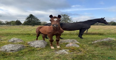  hästar i Nässjö - Annons 5
