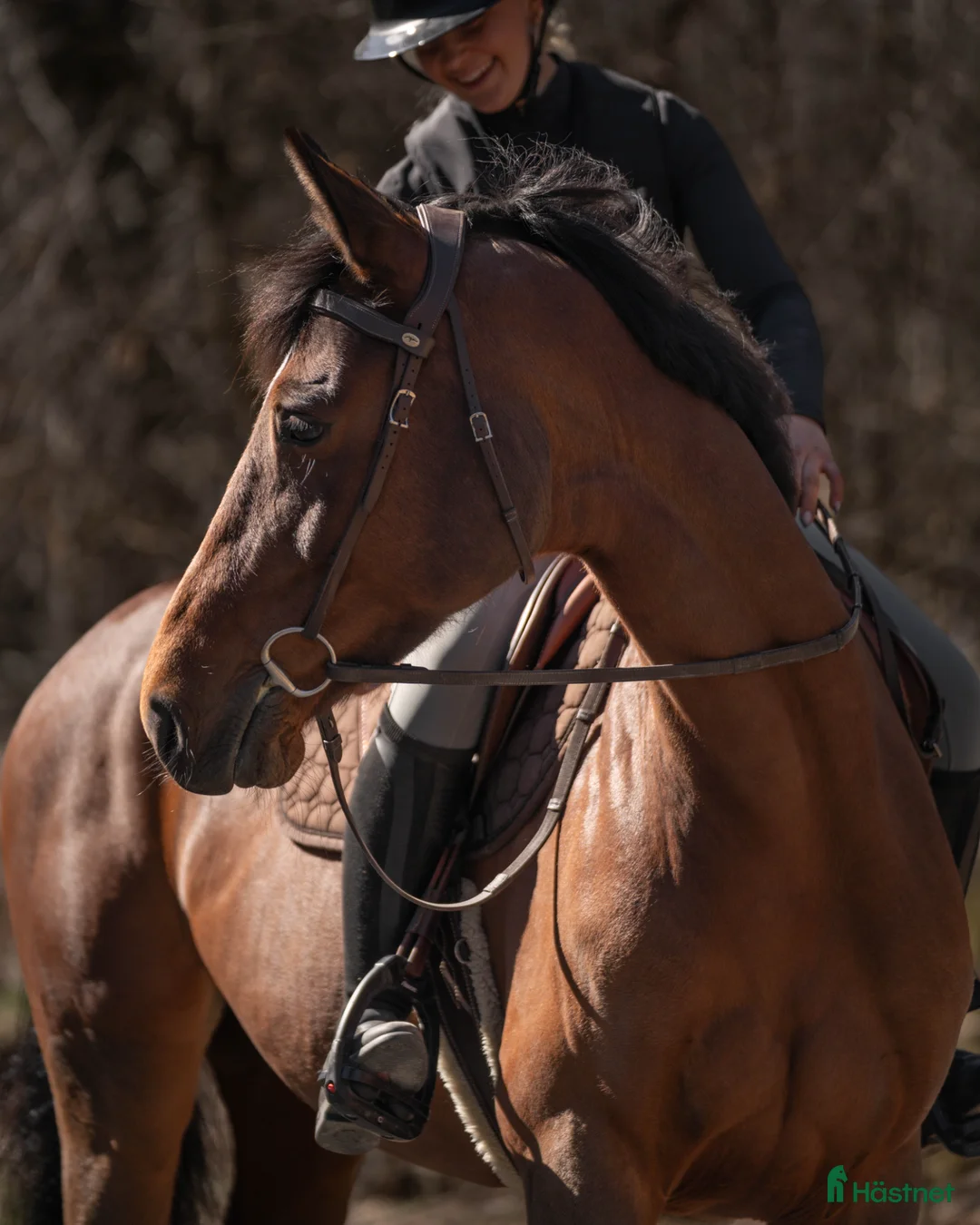 Allround hästar till salu: Mi Adele  - Annons 2