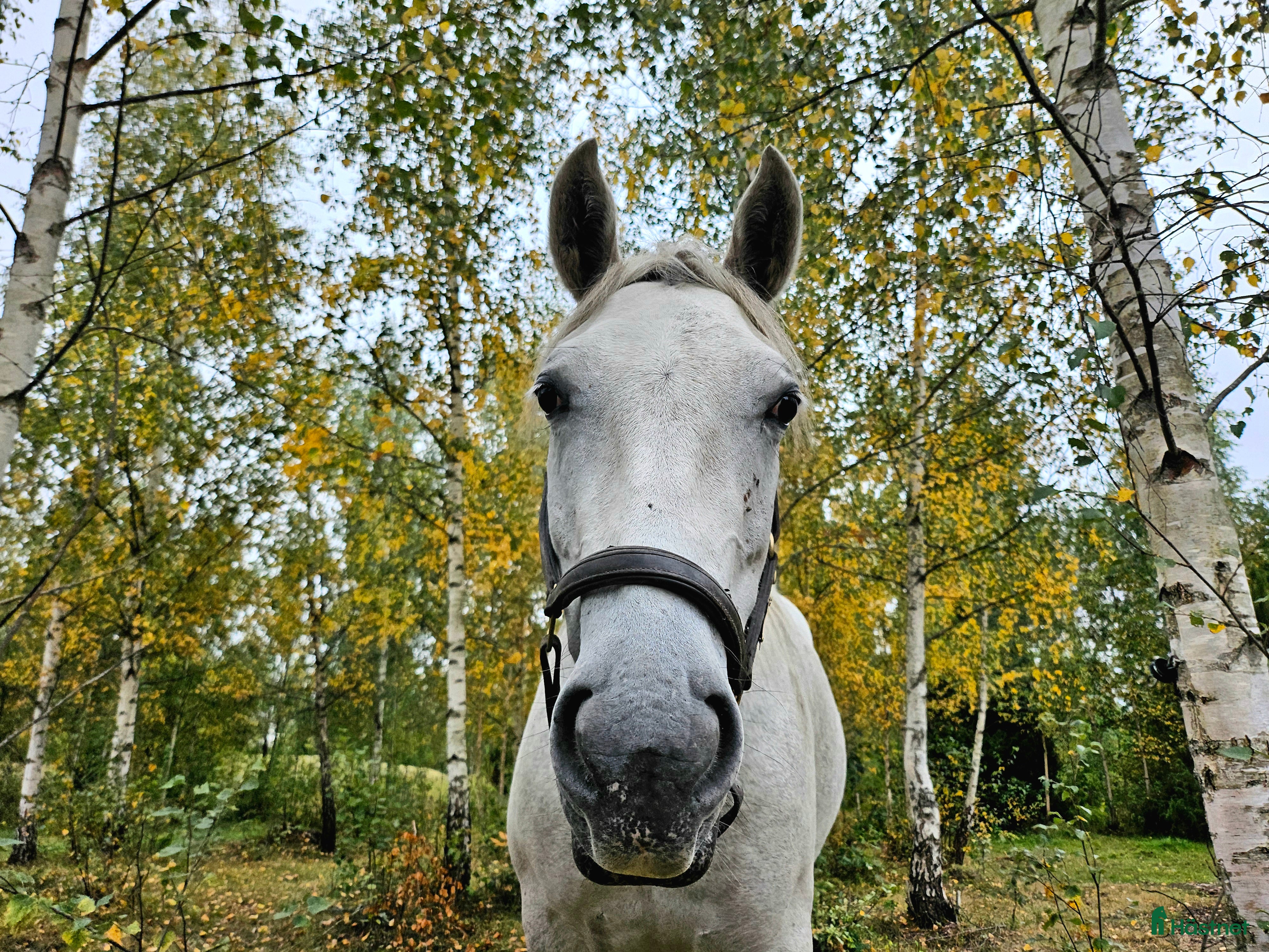  hästar Charmigt sto söker nytt hem i Norrköping - Annons 15