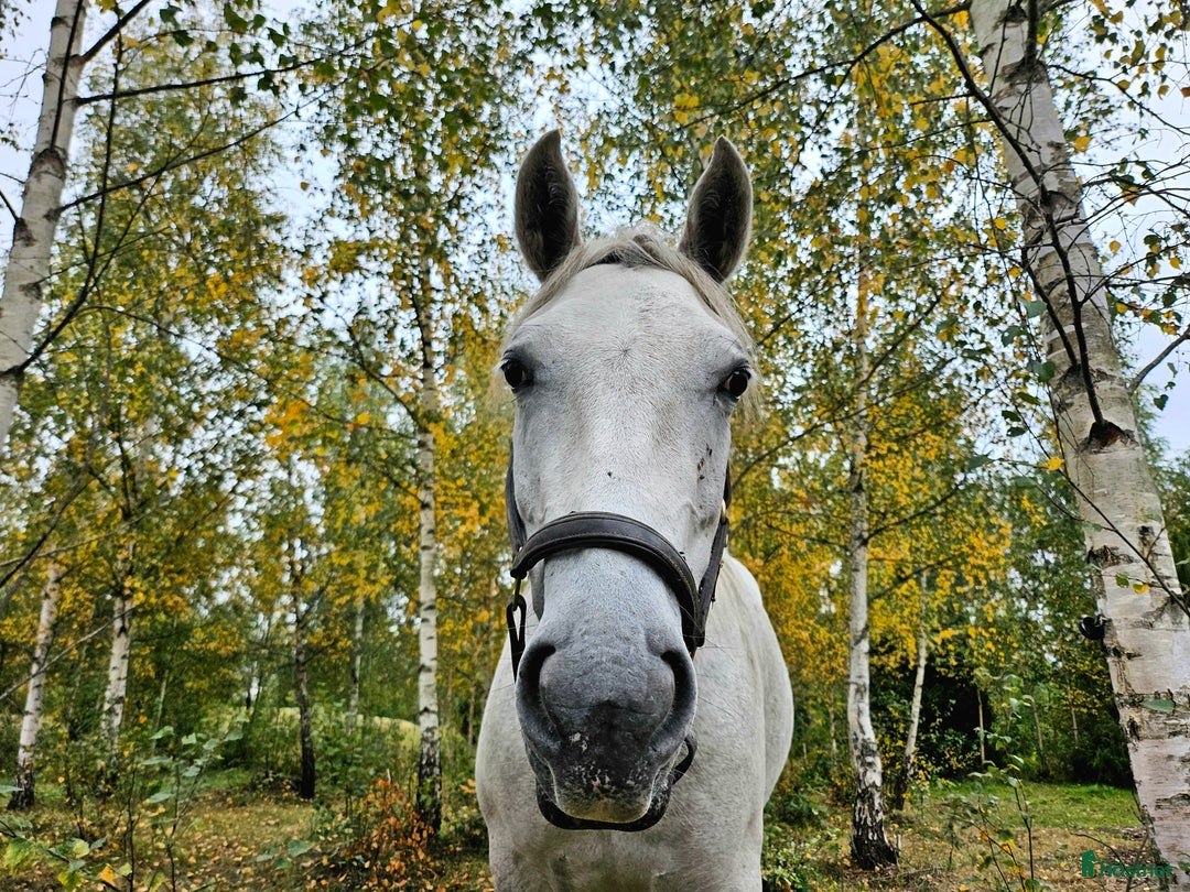 Allround hästar till salu: Charmigt sto söker nytt hem i Norrköping - Annons 1