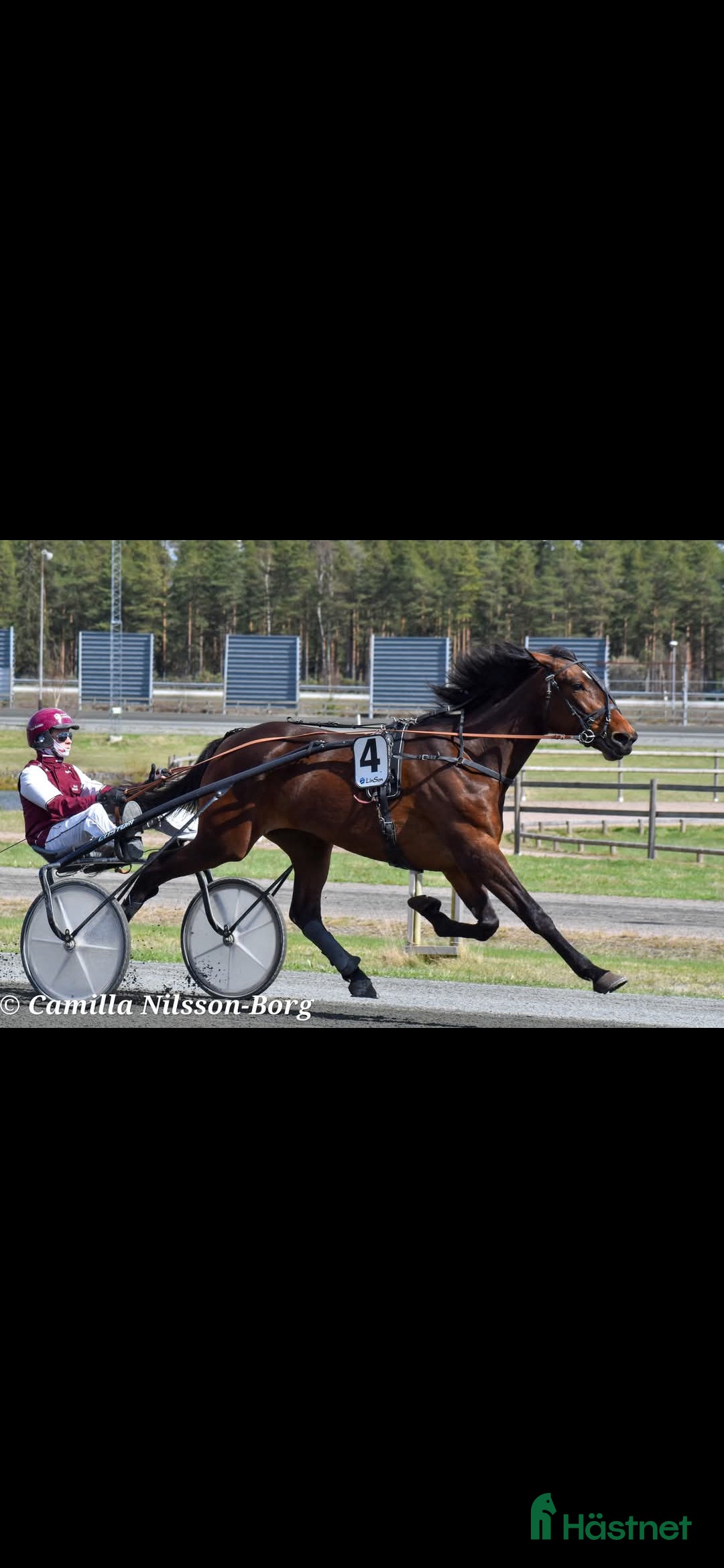  hästar Kapabelt 4-årigt sto i Gränna - Annons 14