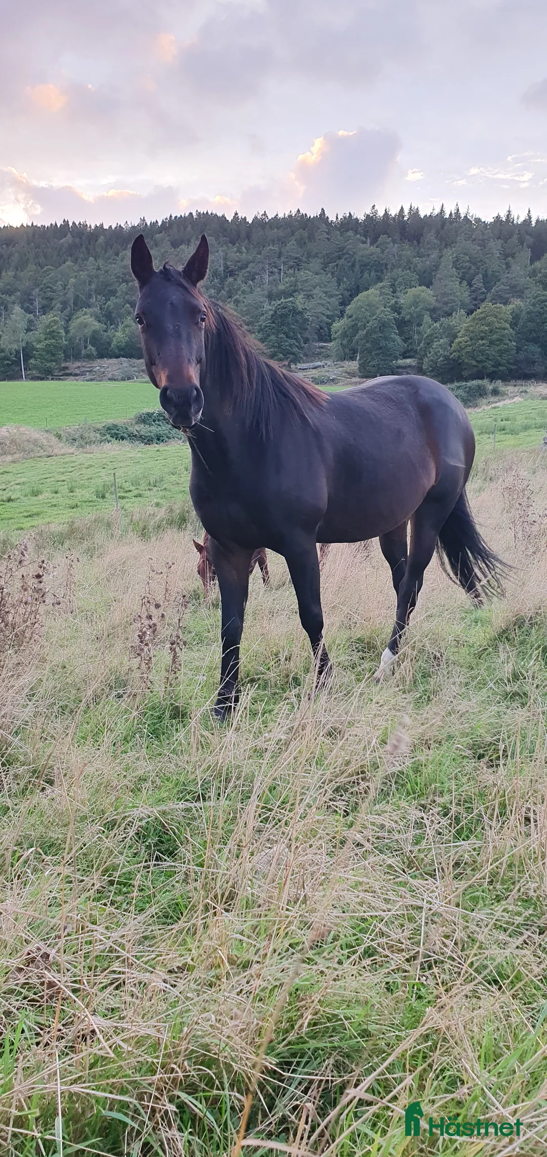 Allround hästar till salu: Hon blir vad du gör henne till i Kungsäter - Annons 1