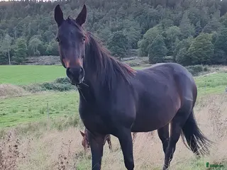 hästar Hon blir vad du gör henne till i Kungsäter - Annons 13