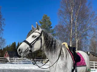 hästar Charmig 7 åring med kapacitet - Annons 23