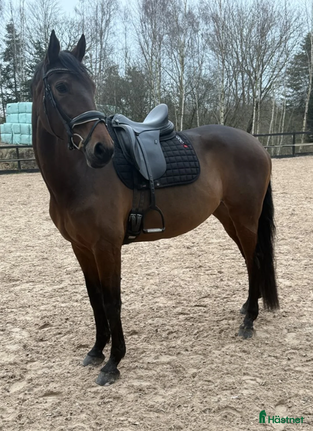 Dressyr hästar till salu: Dressyrhäst med potential - Annons 2