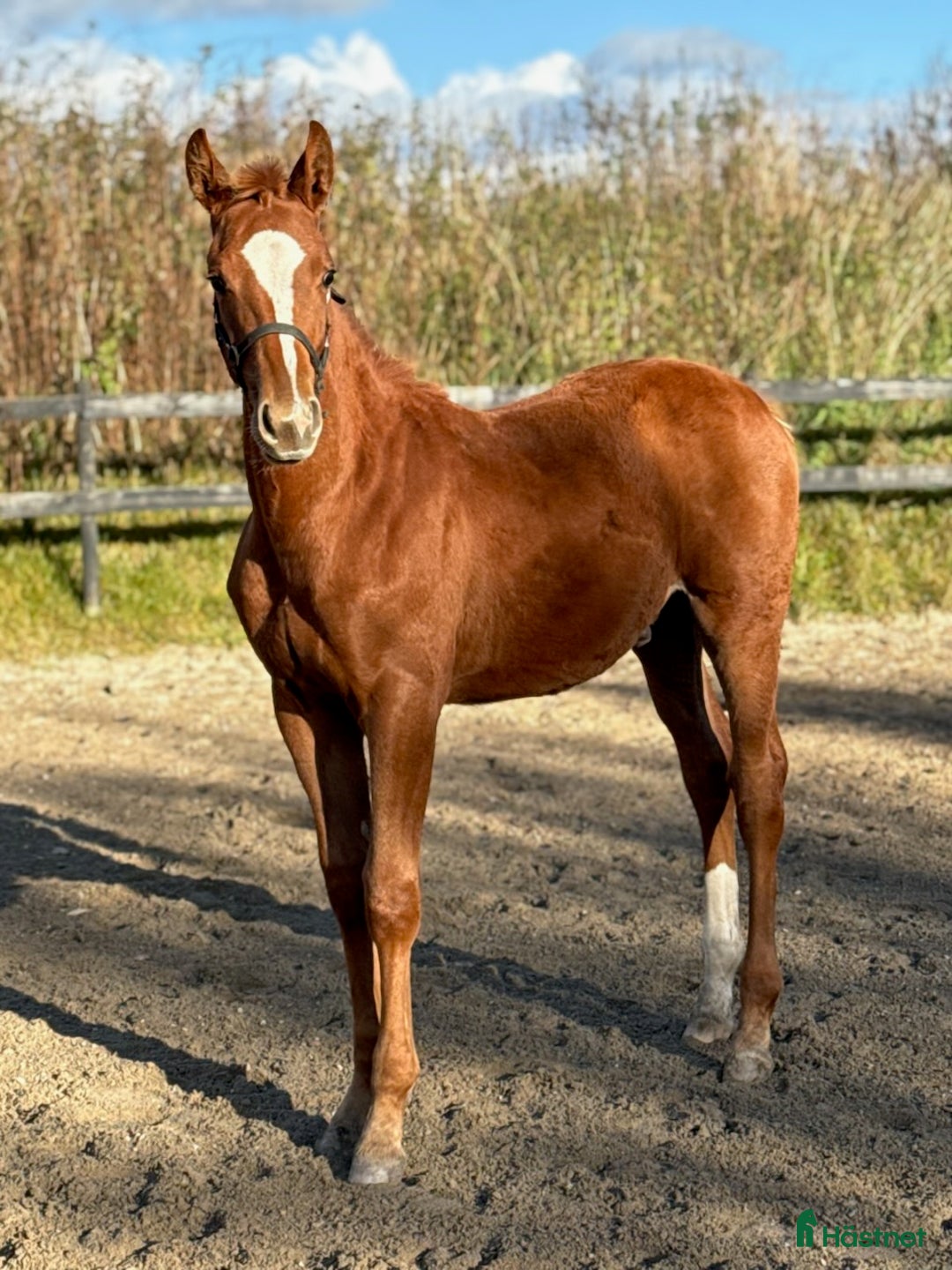 Dressyr hästar till salu: Charmigt hingstföl dressyr.  i Uddevalla - Annons 2