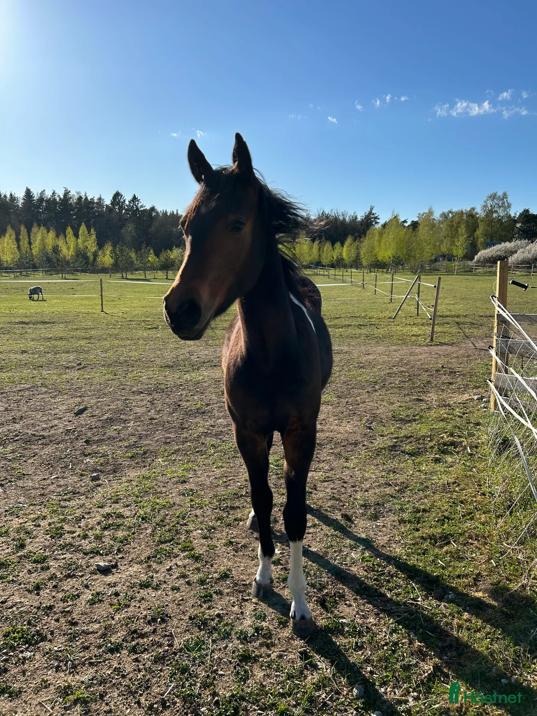 Western hästar till salu: Fin paint ❤️ i Romakloster - Annons 7