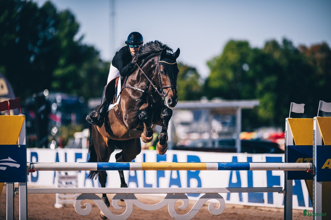 Hoppning hästar till salu: En valack som syns i mängden  i Linköping - Annons 1