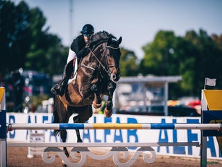 hästar En valack som syns i mängden i Linköping - Annons 12
