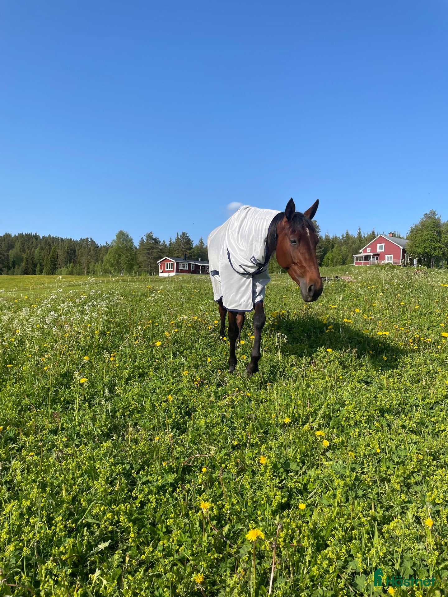  hästar till salu: Fina Majsan söker nytt hem🩷 - Annons 3