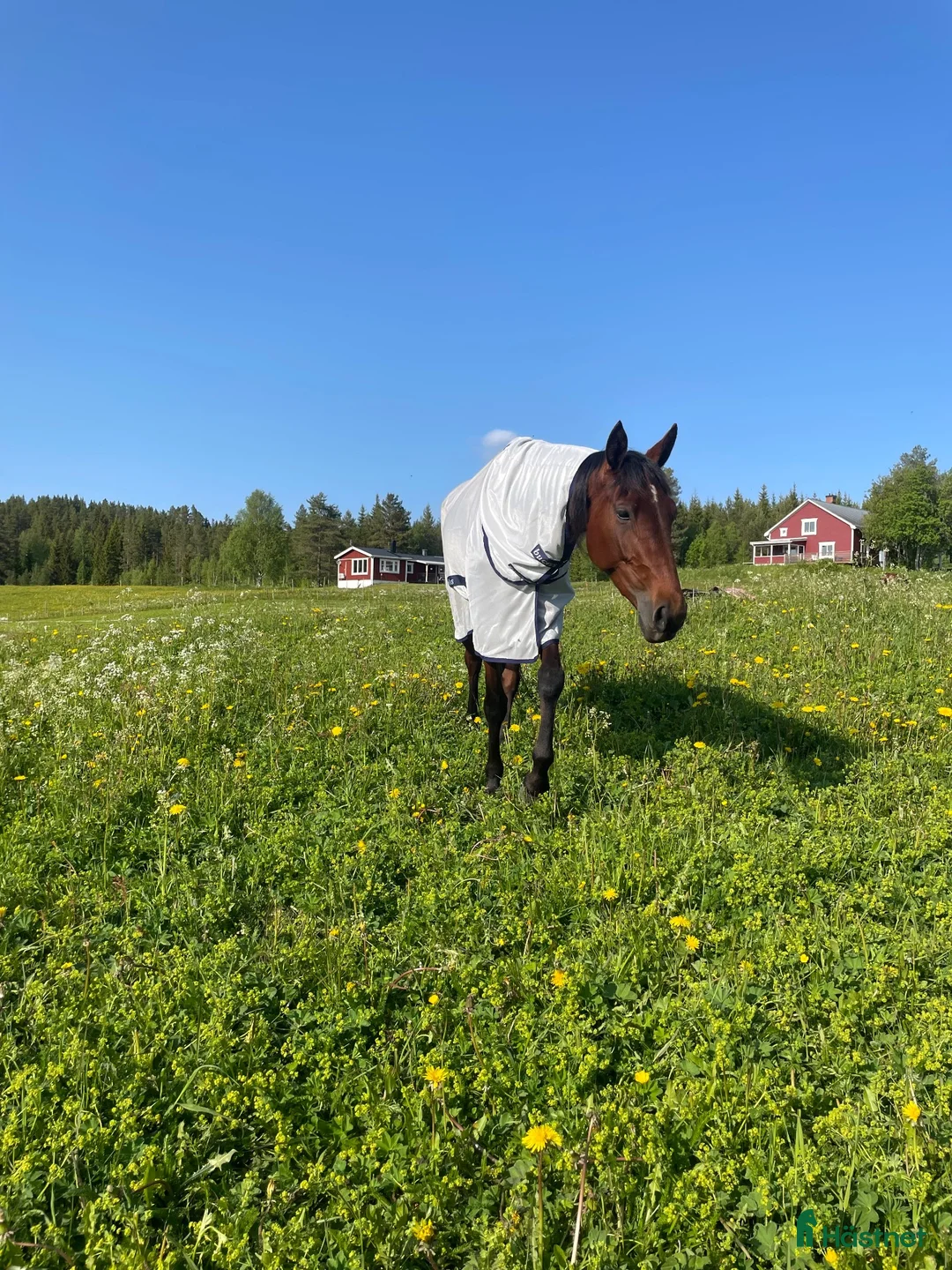 Allround hästar till salu: Fina Majsan söker nytt hem🩷 - Annons 1