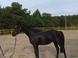 Allround hästar till salu: Trevlig halvblodsvalack 3-år - Annons 4