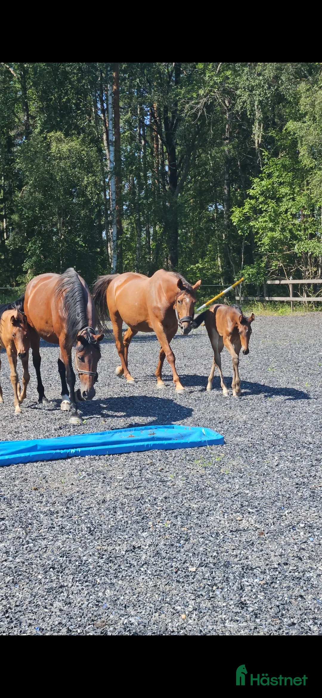 Allround hästar till salu: Leonore f. 2016 i Sköldinge - Annons 3