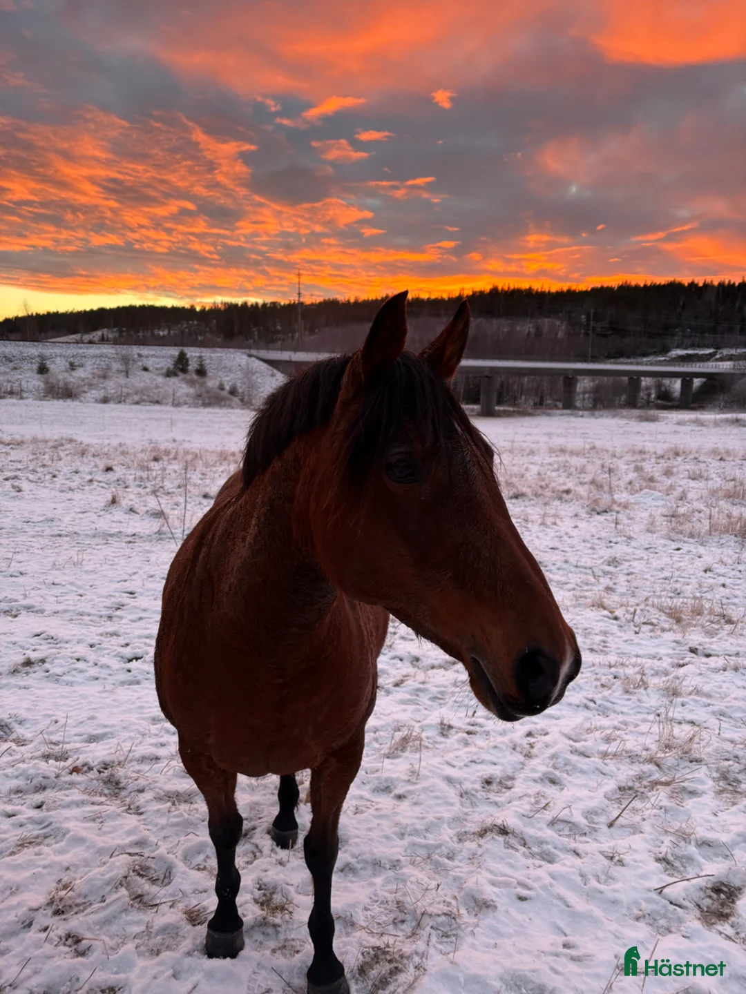 Dressyr hästar till salu: Arbetsvillig stjärna! i Örnsköldsvik - Annons 2