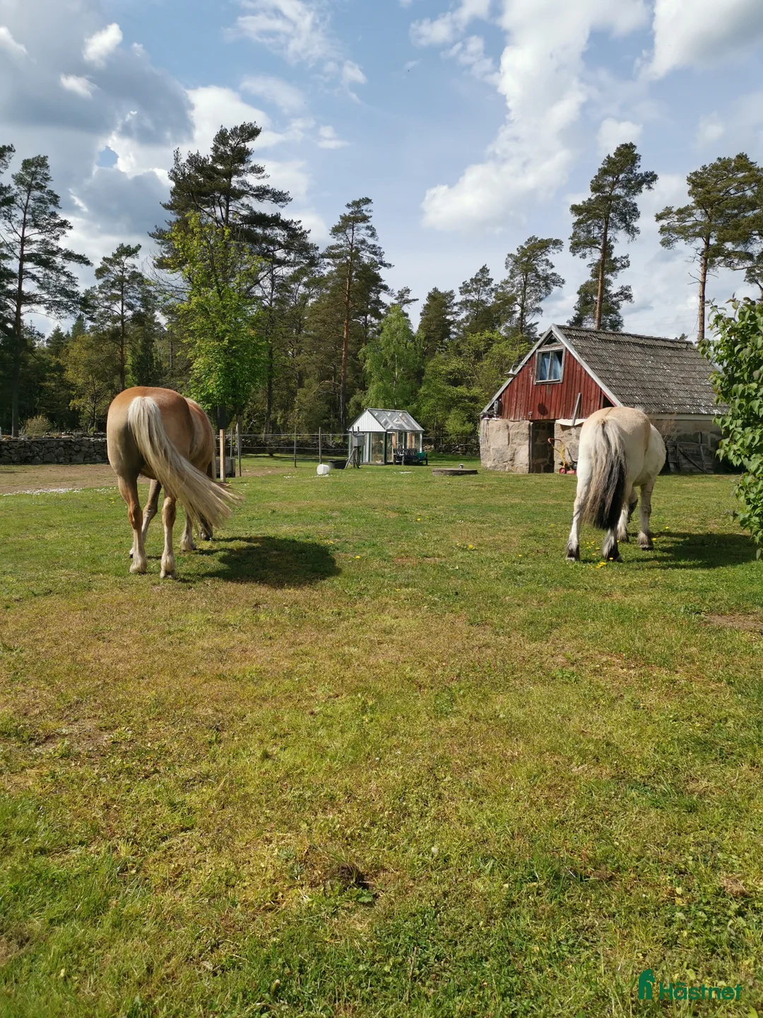 Allround hästar sökes: Söker ny kompis - Annons 1