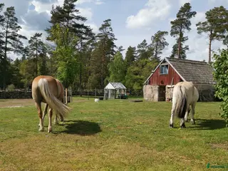hästar Söker ny kompis - Annons 6